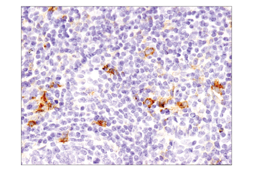 Immunohistochemistry Image 3: TIM-3 (D5D5R) Rabbit Monoclonal Antibody (BSA and Azide Free)