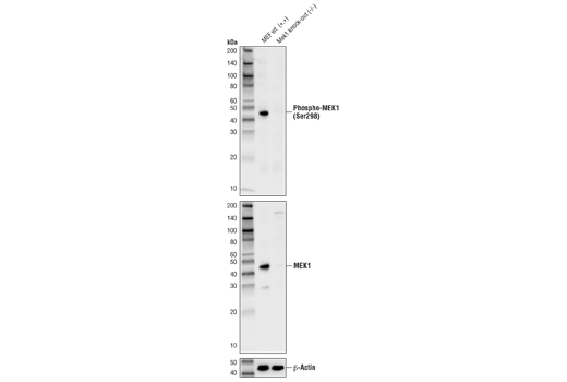 Western Blotting Image 4: Phospho-MEK1 (Ser298) (D1P9E) Rabbit Monoclonal Antibody