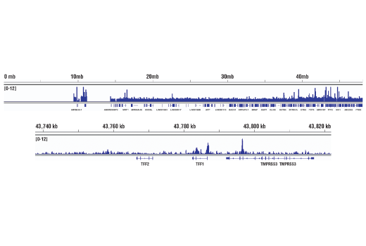 Chromatin Immunoprecipitation Image 2: SMARCB1/BAF47 (D8M1X) Rabbit mAb