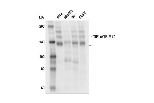 Western Blotting Image 1: TIF1α/TRIM24 (E9T3N) Rabbit mAb