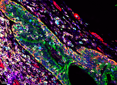 Cell DIVE multiplex image of normal human breast tissue displaying different cell types and structures highlighted by immunofluorescence.