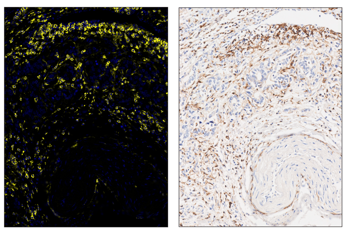 Immunohistochemistry Image 5: CD4 (MSVA-004R) & CO-0071-594 SignalStar<sup>™</sup> Oligo-Antibody Pair