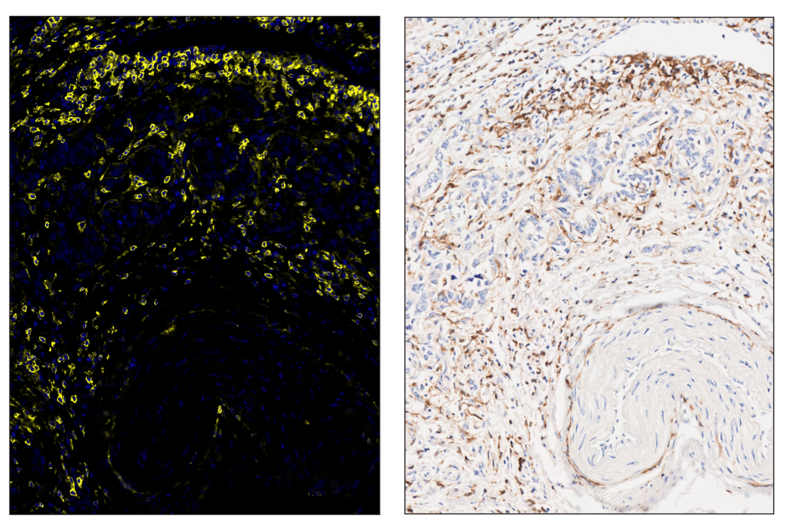 Immunohistochemistry Image 5: CD4 (MSVA-004R) & CO-0071-750 SignalStar<sup>™</sup> Oligo-Antibody Pair