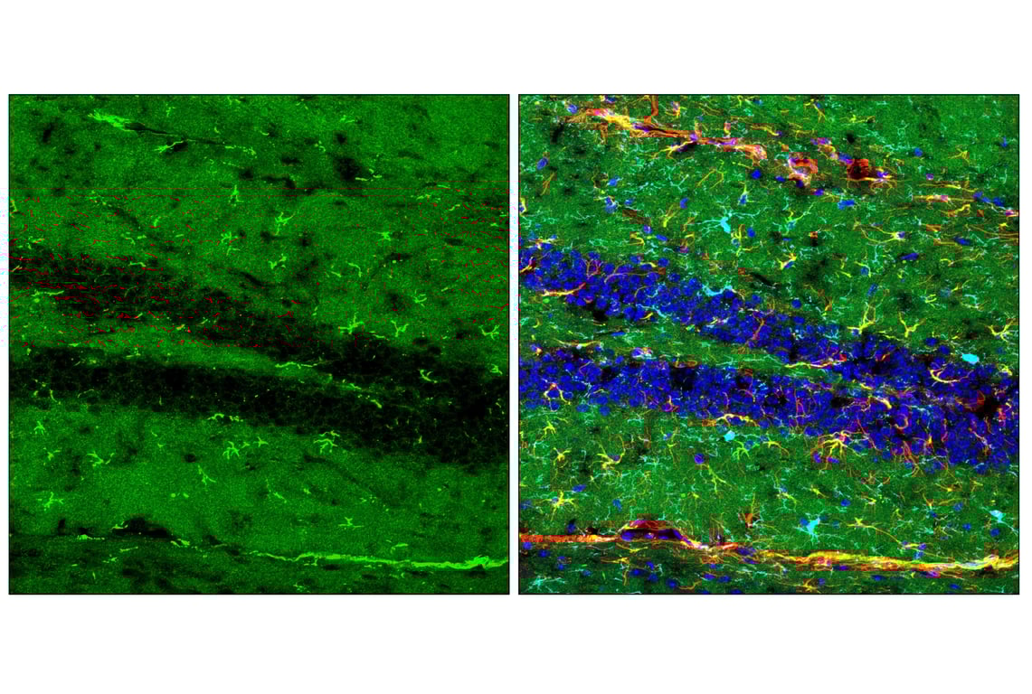 Immunofluorescence Image 2: Clusterin (E2O1D) Rabbit Monoclonal Antibody