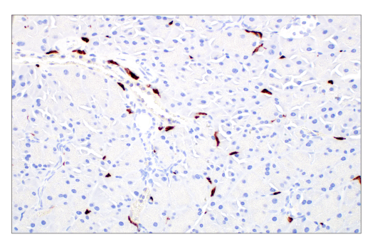 CD206/MRC1 (E6T5J) XP® Rabbit mAb (BSA and Azide Free