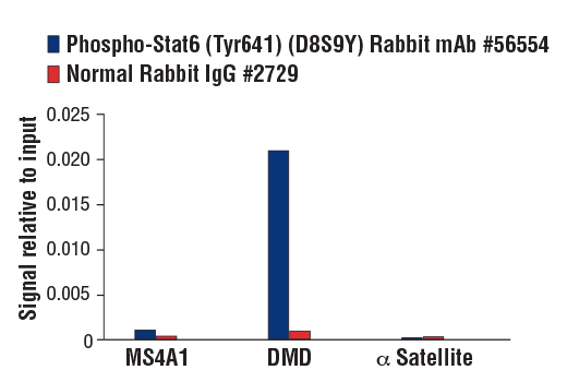 Chromatin Immunoprecipitation Image 1: Phospho-Stat6 (Tyr641) (D8S9Y) Rabbit Monoclonal Antibody