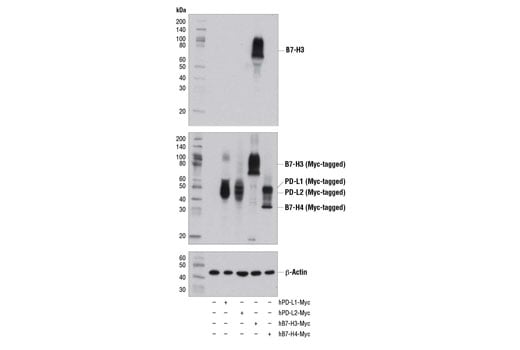 Western Blotting Image 2: B7-H3 (D9M2L) Rabbit Monoclonal Antibody