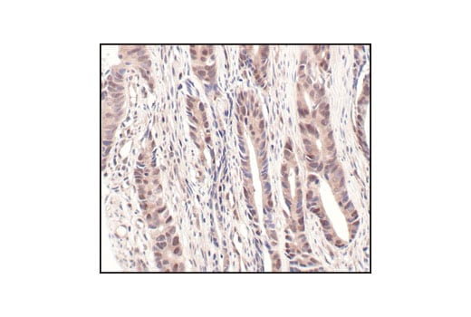 Immunohistochemistry Image 1: NEDD8 (19E3) Rabbit Monoclonal Antibody