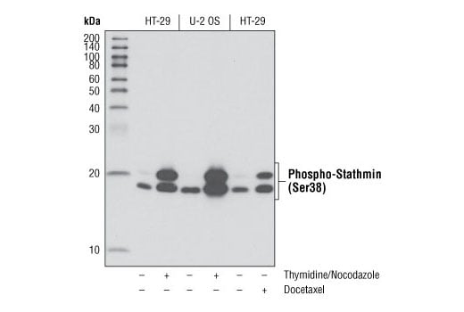 Western Blotting Image 2: Phospho-Stathmin (Ser38) (D19H10) Rabbit Monoclonal Antibody