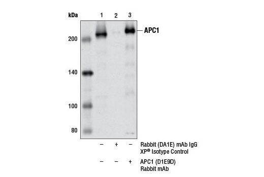 Immunoprecipitation Image 1: APC1 (D1E9D) Rabbit Monoclonal Antibody