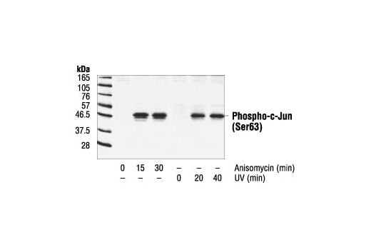 Western Blotting Image 2: Phospho-c-Jun (Ser63) II Antibody