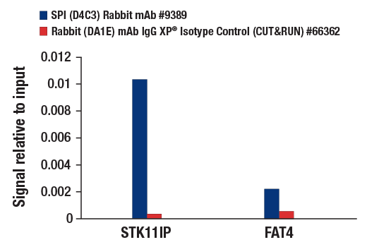 CUT & RUN Image 3: SP1 (D4C3) Rabbit Monoclonal Antibody