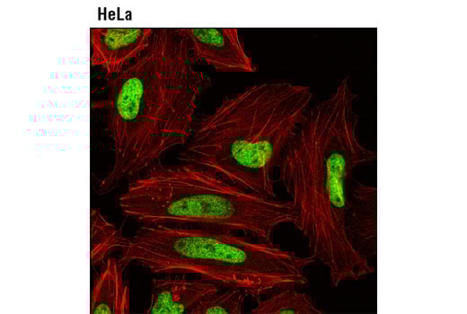 Immunofluorescence Image 1: MacroH2A1.1 (D5F6N) Rabbit Monoclonal Antibody
