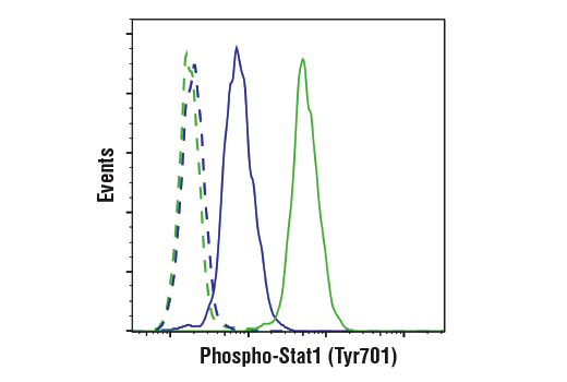 Phospho-Stat1 (Tyr701) (58D6) Rabbit mAb (BSA and Azide Free