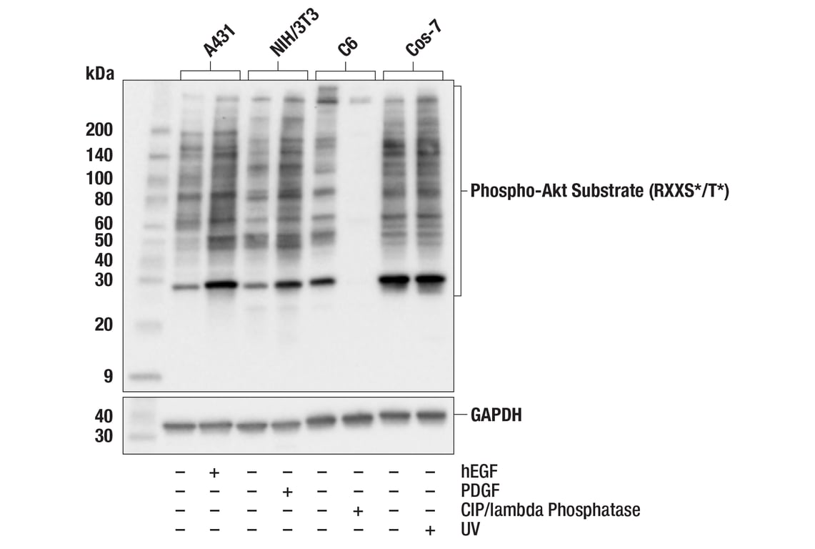 Western Blotting Image 2: Phospho-Akt Substrate (RXXS*/T*) (110B7E) Rabbit Monoclonal Antibody