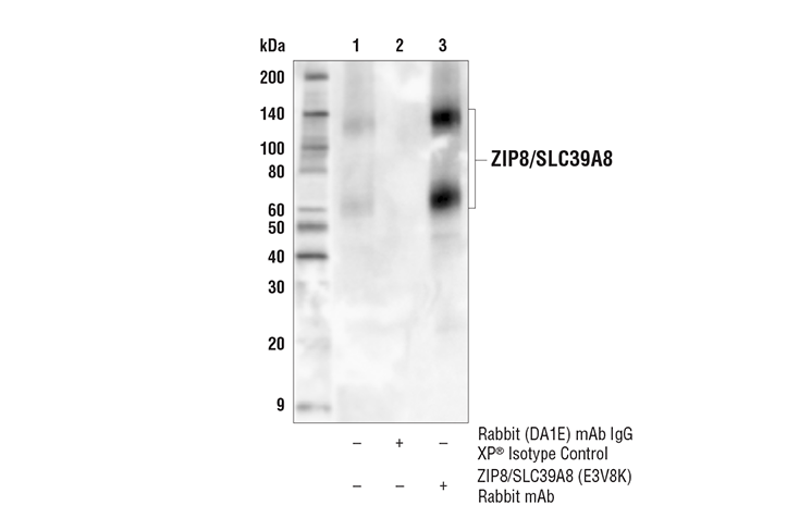 Immunoprecipitation Image 1: ZIP8/SLC39A8 (E3V8K) Rabbit Monoclonal Antibody