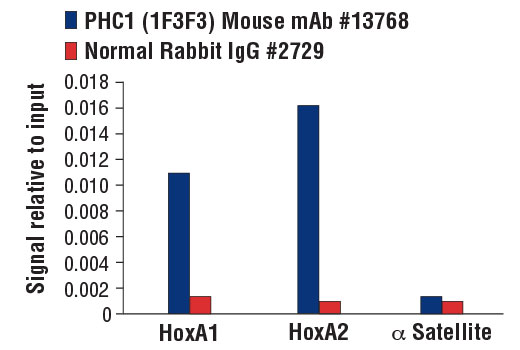 Chromatin Immunoprecipitation Image 3: PHC1 (1F3F3) Mouse Monoclonal Antibody