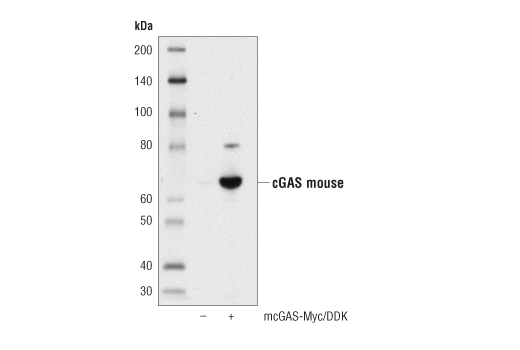 Western Blotting Image 2: cGAS (D3O8O) Rabbit Monoclonal Antibody