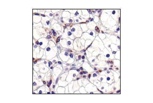 Immunohistochemistry Image 5: PABP1 Antibody