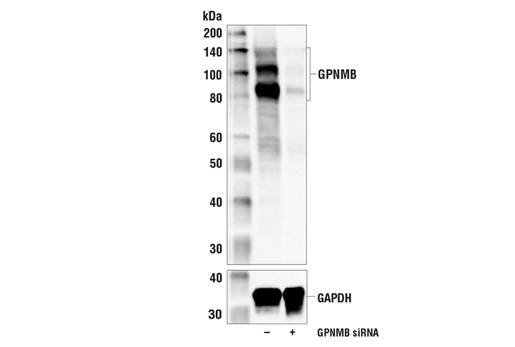 Western Blotting Image 2: GPNMB (E7U1Z) Rabbit Monoclonal Antibody