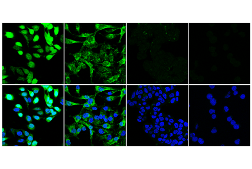 Immunofluorescence Image 1: Syntenin-1/MDA9 (E2I9L) Rabbit Monoclonal Antibody
