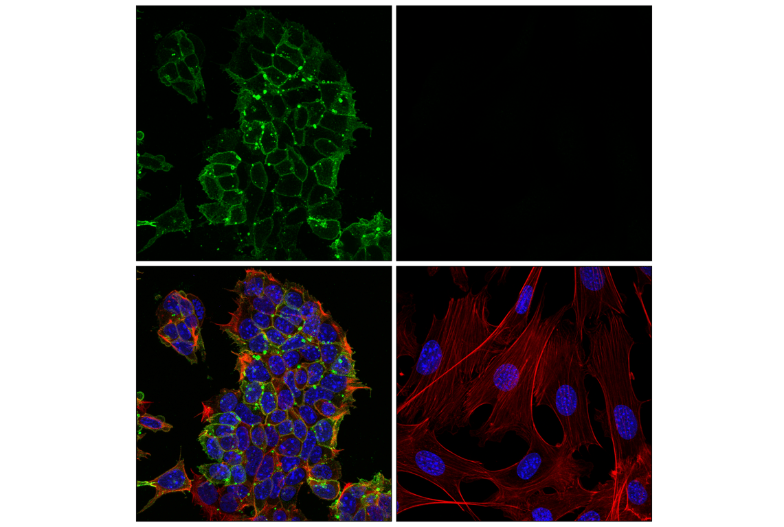 Immunofluorescence Image 2: CD15/SSEA1 (MC480) Mouse Monoclonal Antibody