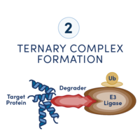 A diagram showing six steps in a workflow to develop a targeted protein degradation drug