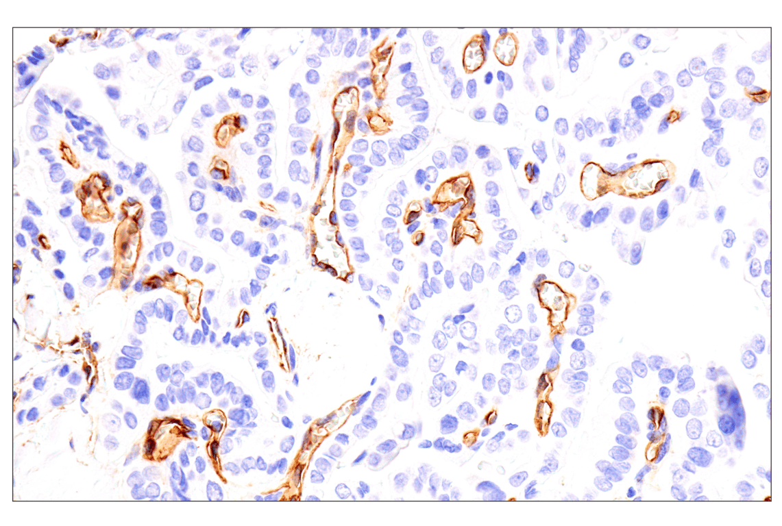 Immunohistochemistry Image 2: EMCN (E3Z4D) Rabbit mAb