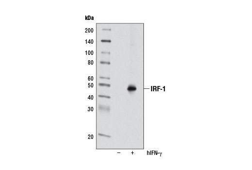Western Blotting Image 2: IRF-1 (D5E4) Rabbit Monoclonal Antibody (BSA and Azide Free)
