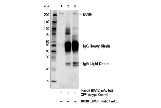 Immunoprecipitation Image 1: BCOR (E6V3R) Rabbit Monoclonal Antibody