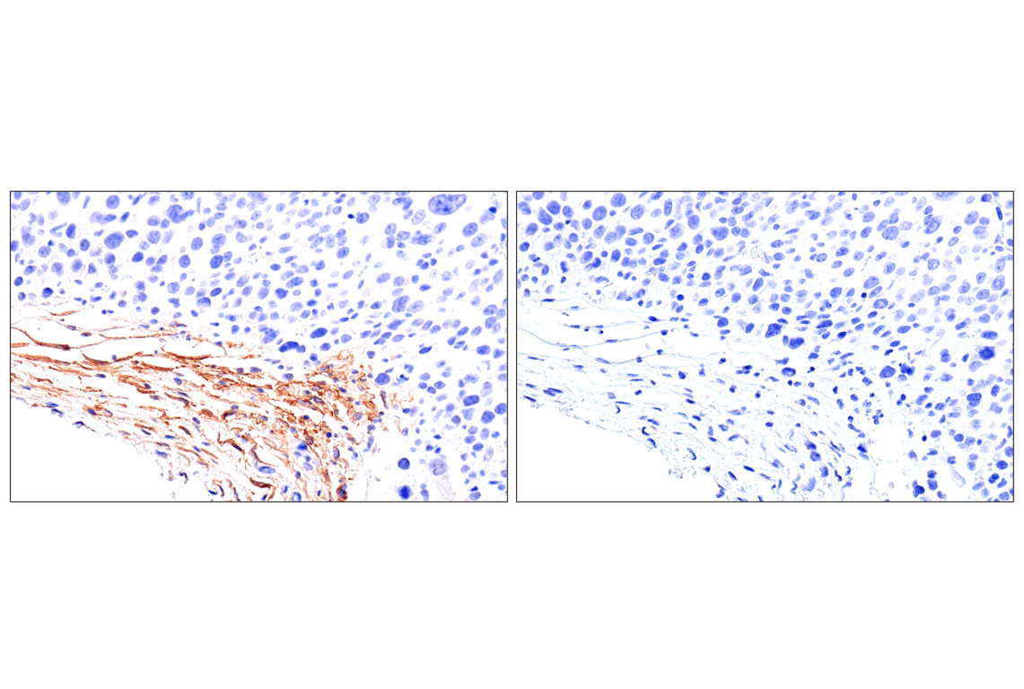 Immunohistochemistry Image 9: DPEP-1/MDP (E5H7T) Rabbit Monoclonal Antibody