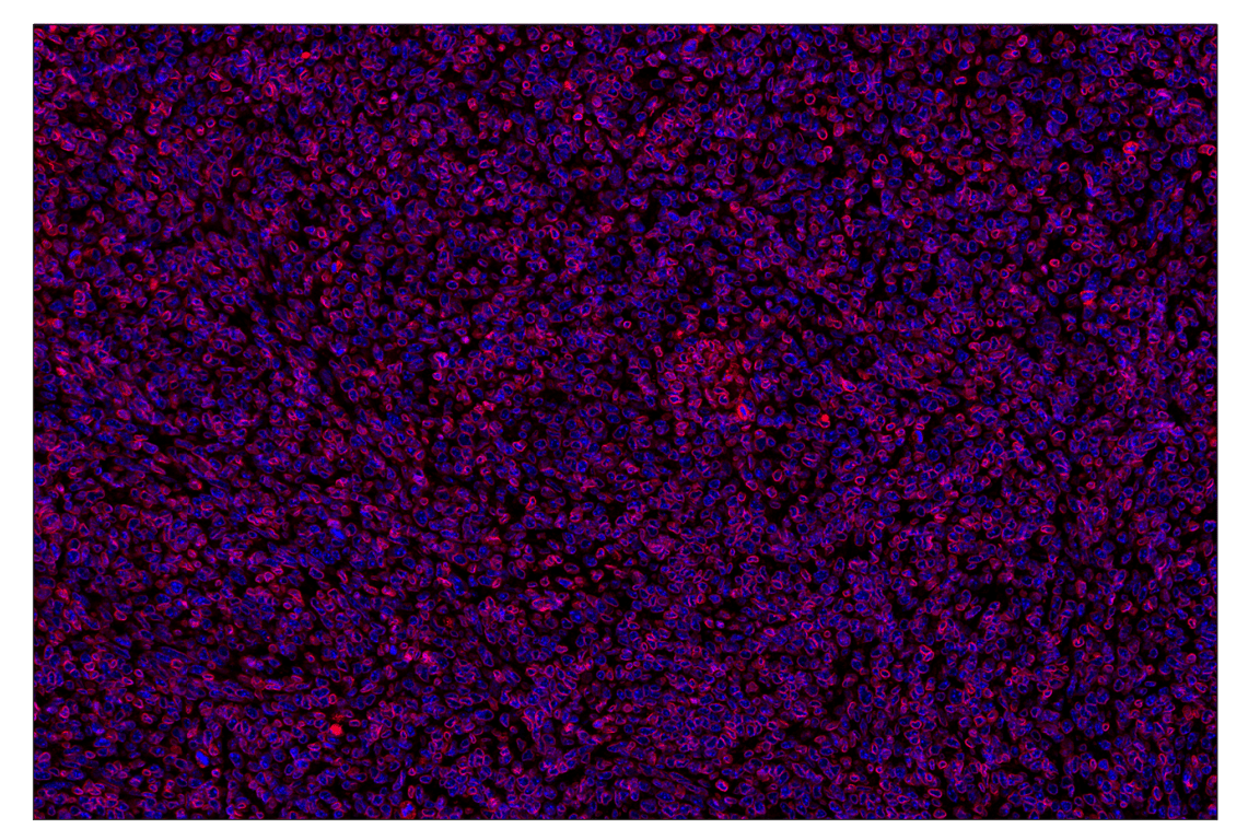 Immunohistochemistry Image 1: Lamin B1 (E6M5T) & CO-0200-594 SignalStar<sup>®</sup> Oligo-Antibody Pair