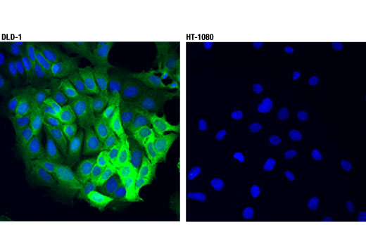 Immunofluorescence Image 1: ASS1 (D4O4B) Rabbit Monoclonal Antibody