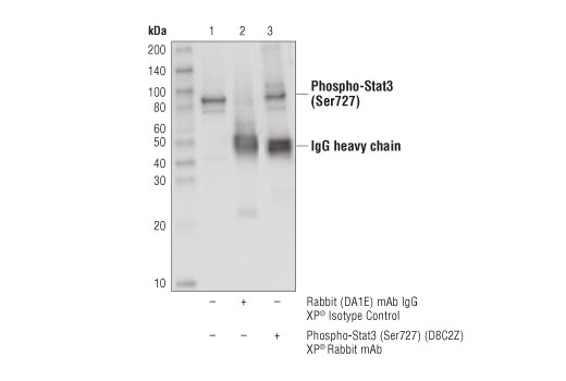 Immunoprecipitation Image 1: Phospho-Stat3 (Ser727) (D8C2Z) Rabbit Monoclonal Antibody