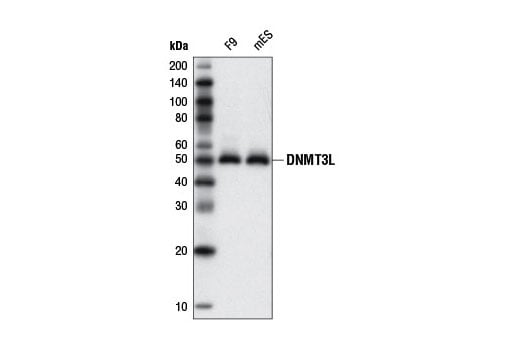 Western Blotting Image 1: DNMT3L (E1Y7Q) Rabbit mAb