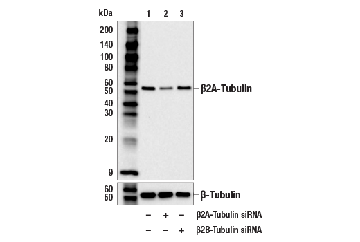 Western Blotting Image 3: beta2A-Tubulin Antibody