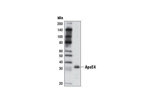 Western Blotting Image 2: ApoE4 (4E4) Mouse Monoclonal Antibody