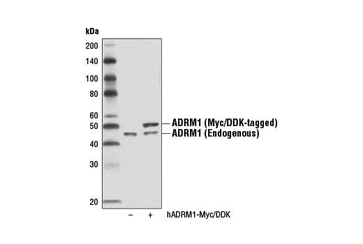 Western Blotting Image 2: ADRM1 (D9Z1U) Rabbit Monoclonal Antibody