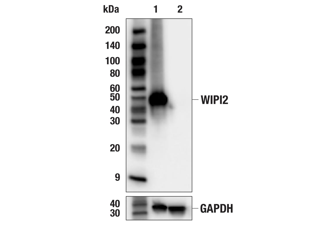 Western Blotting Image 2: WIPI2 (2A2) Mouse Monoclonal Antibody