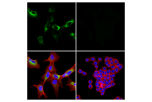 Immunofluorescence Image 1: COL1A1 (E3E1X) Mouse Monoclonal Antibody (BSA and Azide Free)