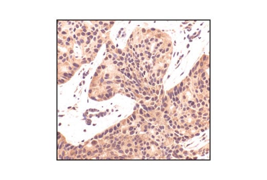 Immunohistochemistry Image 1: APS Antibody