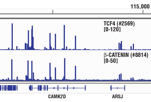 Chromatin Immunoprecipitation Image 1: Non-phospho (Active) beta-Catenin (Ser33/37/Thr41) (D13A1) Rabbit Monoclonal Antibody