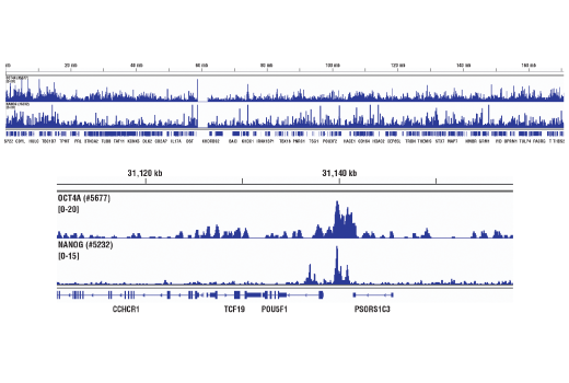 Chromatin Immunoprecipitation Image 2: Nanog (D73G4) XP<sup>®</sup> Rabbit mAb (ChIP Formulated)