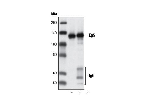 Immunoprecipitation Image 1: Eg5 (4H3-1F12) Mouse Monoclonal Antibody