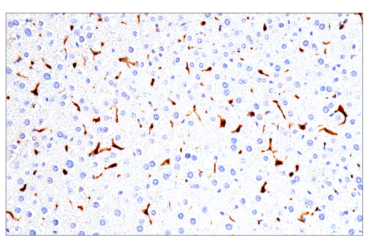 undefined Image 39: Xenophagy Antibody Sampler Kit