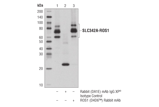 Immunoprecipitation Image 1: ROS1 (D4D6) Rabbit Monoclonal Antibody