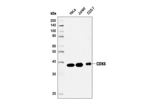 Western Blotting Image 1: CDK6 (D4S8S) Rabbit mAb