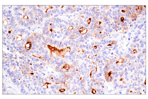 Immunohistochemistry Image 1: DPEP-1/MDP (E4O6J) Rabbit Monoclonal Antibody (BSA and Azide Free)