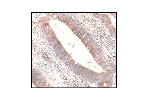 Immunohistochemistry Image 2: alpha-Tubulin Antibody