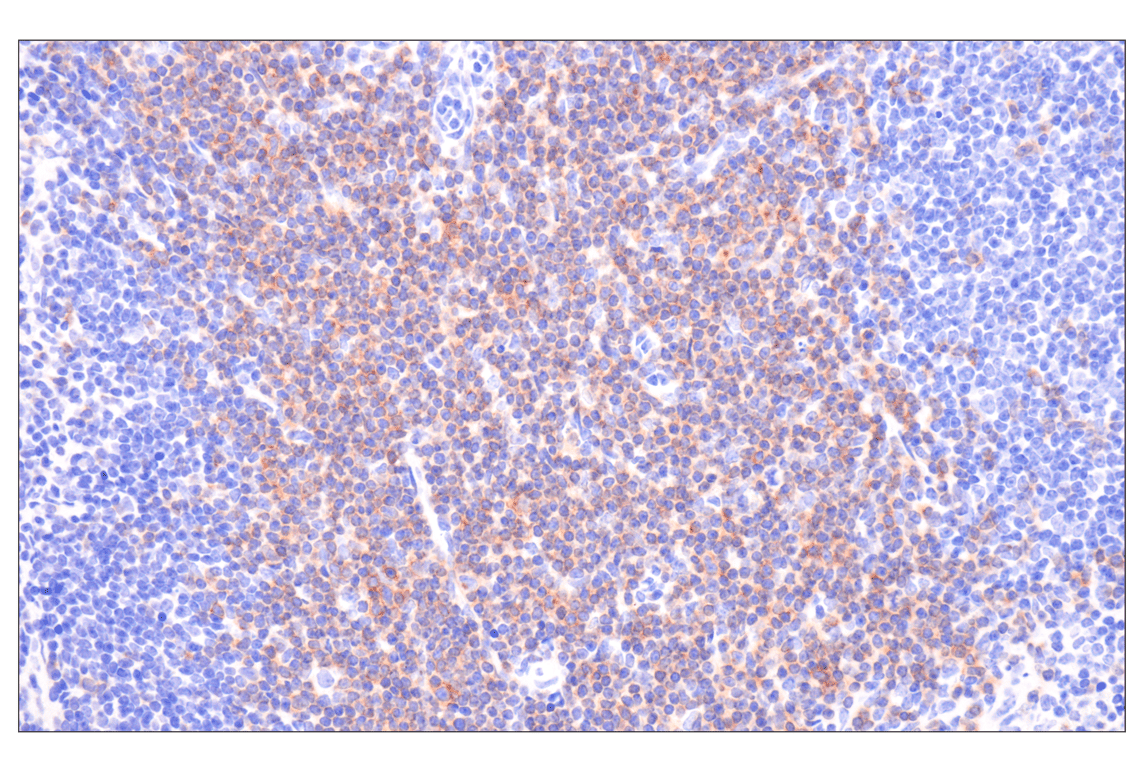 Aki様確認用 CD27 (F3R4G) Rabbit Monoclonal Antibody (BSA and Azide Free
